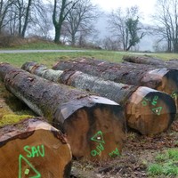 oak-logs