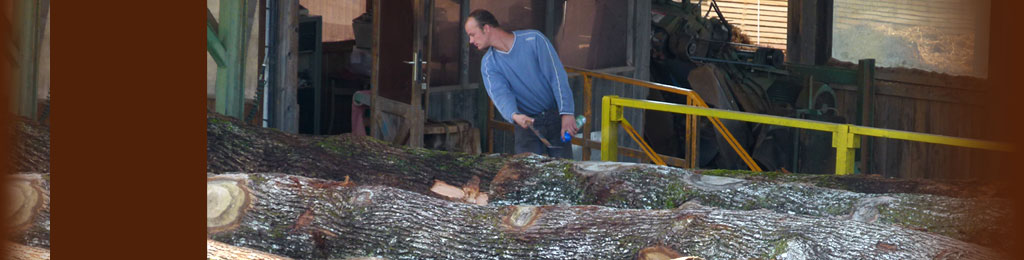 Operator quality French oak logs to the sawmill