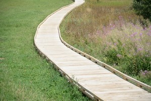 An ecological walk in natural oak